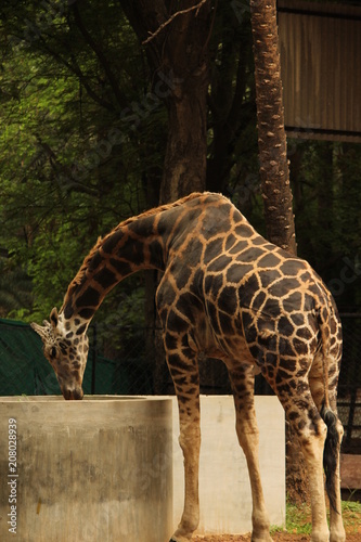 Photography Zoo Giraffe