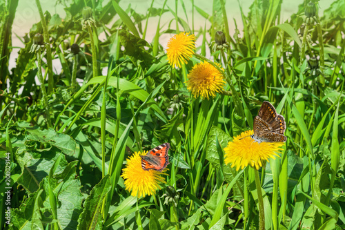 Fototapeta Naklejka Na Ścianę i Meble -  Blooming yellow dandelions in green grass with butterflies, beautiful spring landscape
