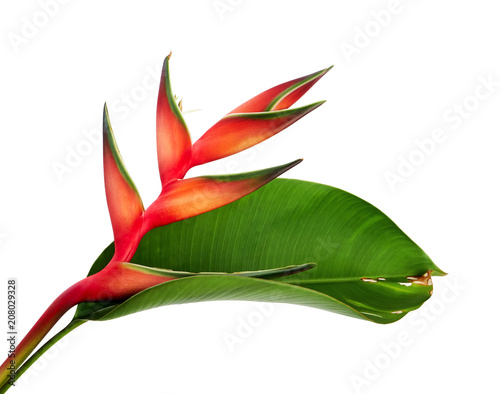 Heliconia bihai (Red palulu) flower with leaf, Tropical flowers isolated on white background, with clipping path photo