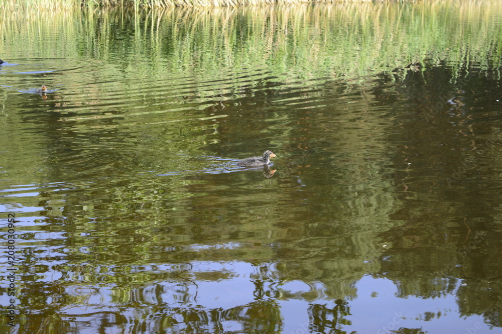 Fototapeta premium Young Eurasian coot floating on lake