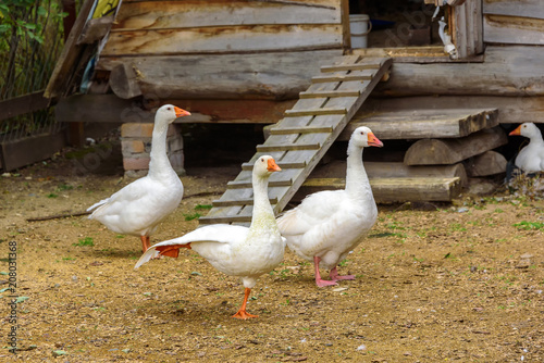 White geese are walking around their wooden house. photo