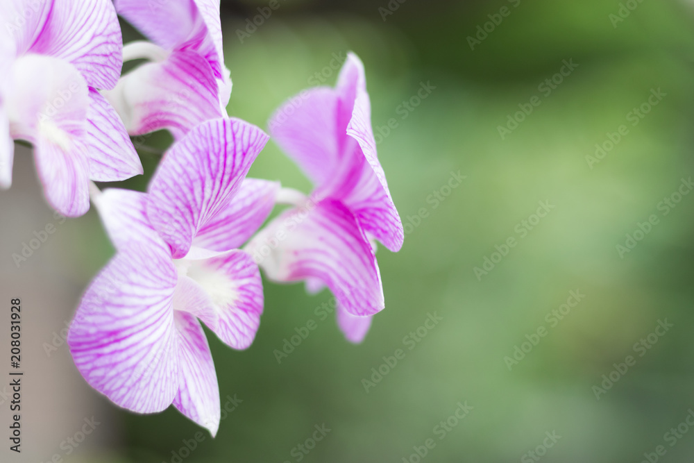 Obraz premium Orchid flower in garden, green background.