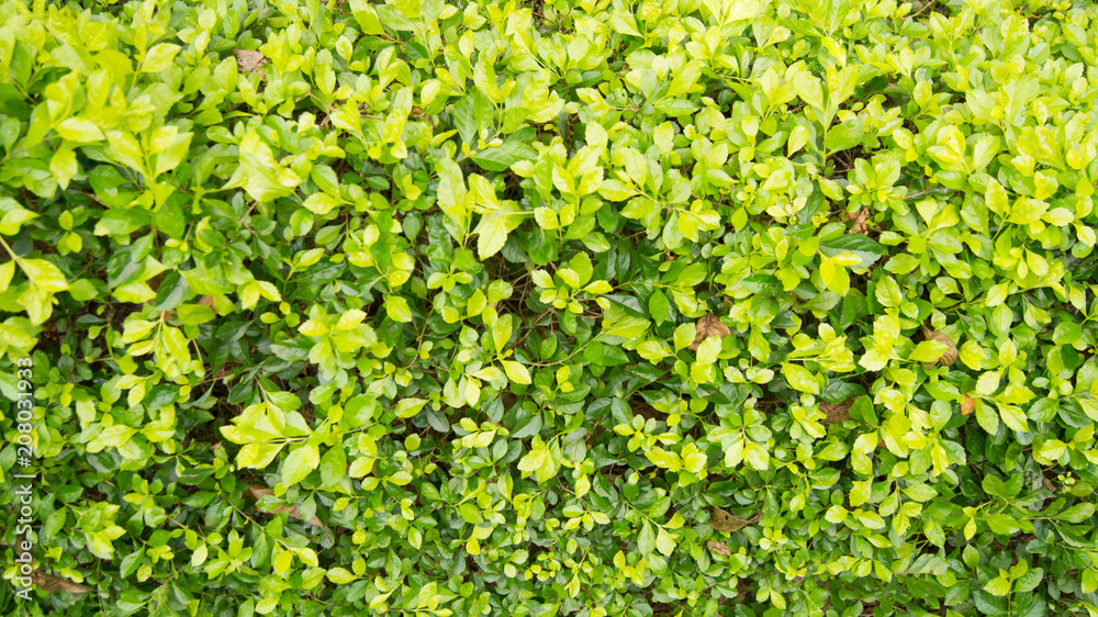 Obraz premium Leaf background and textures