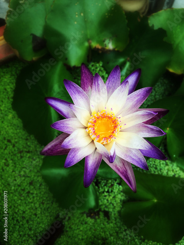 Beautiful purple waterlily or lotus flower in pond