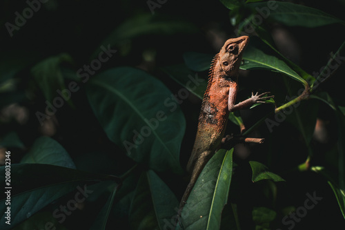 Asian Lizard on the leaf photo