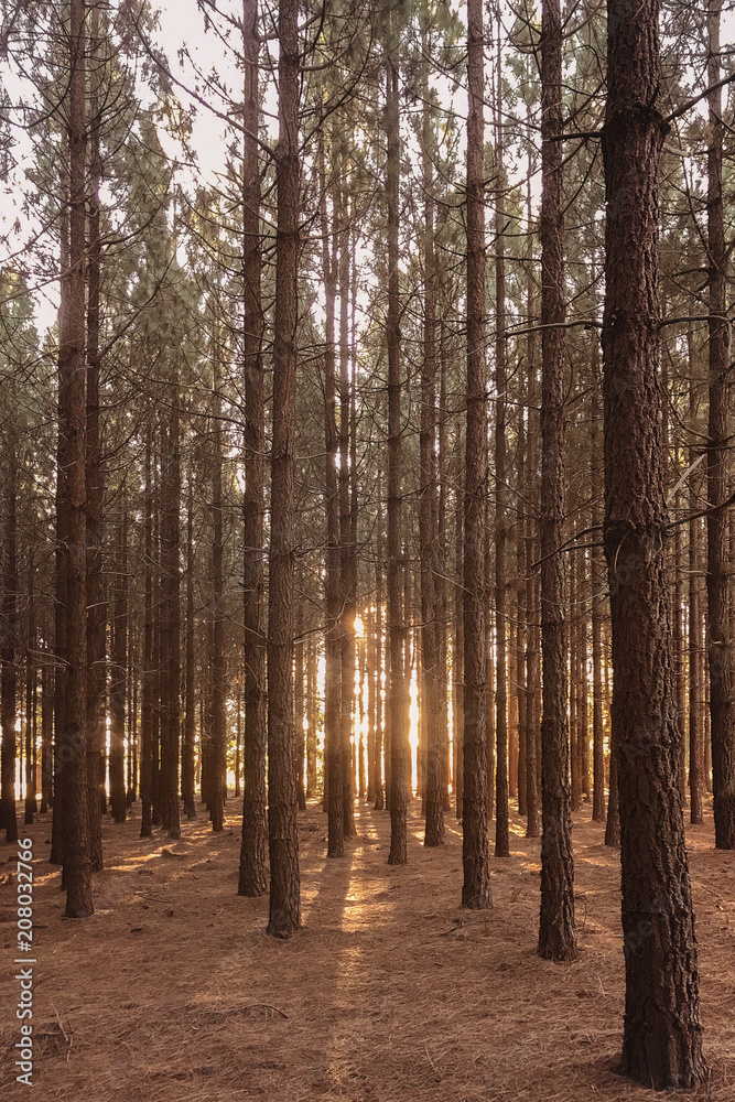 pine forest with sunlight pine forest with sunlight