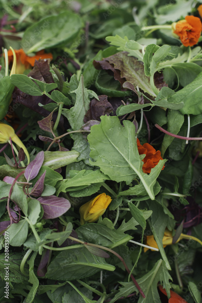 Baby mesclun lettuce mix with edible flowers Stock Photo Adobe Stock