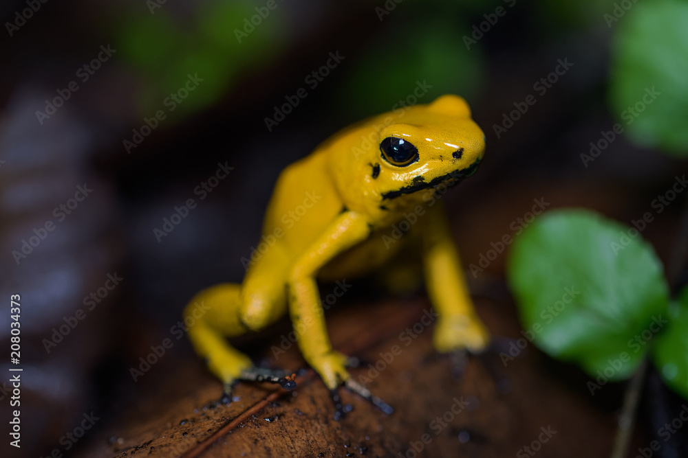 Naklejka premium Golden poison frog on the ground in the rainforest