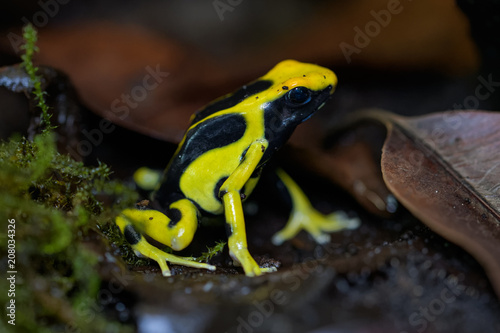 Dyeing poison dart frog on the ground in the rainforest