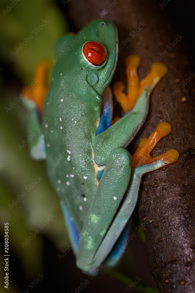 Fototapeta Red eyed tree frog in the rainforest