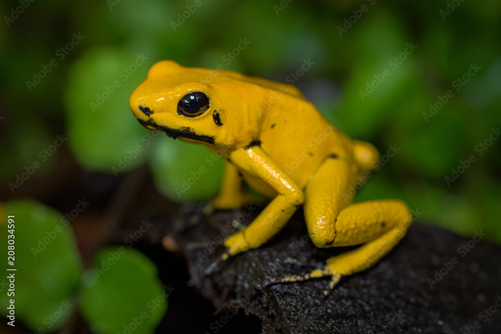 Naklejka premium Golden poison frog on the ground in the rainforest
