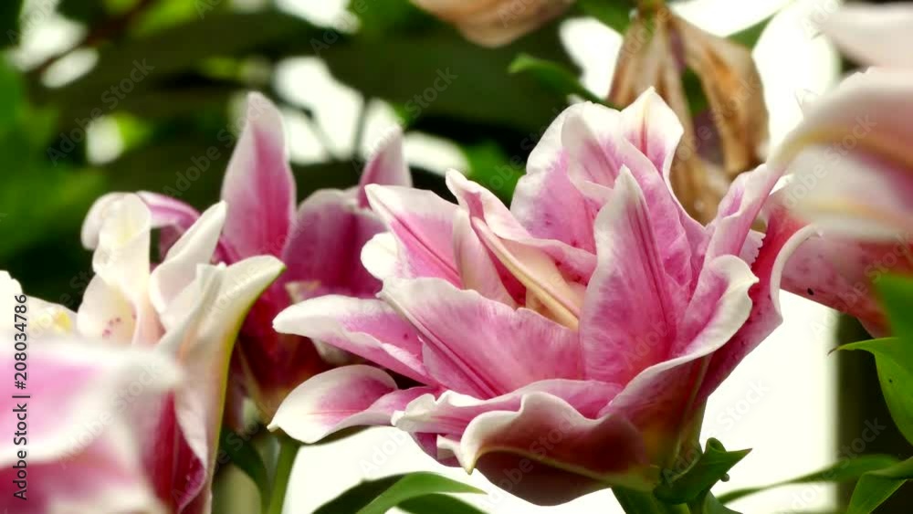 Beautiful lily flower in garden Beautiful lily flower in garden