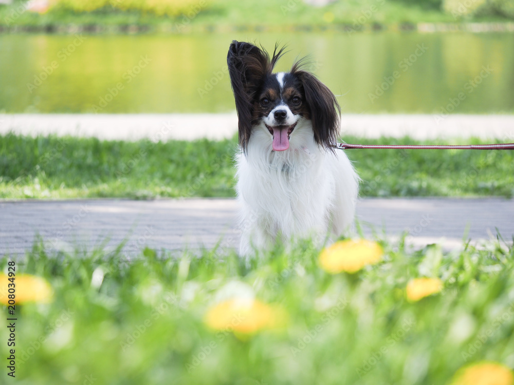 Portrait of a cheerful dog on a walk in the Park