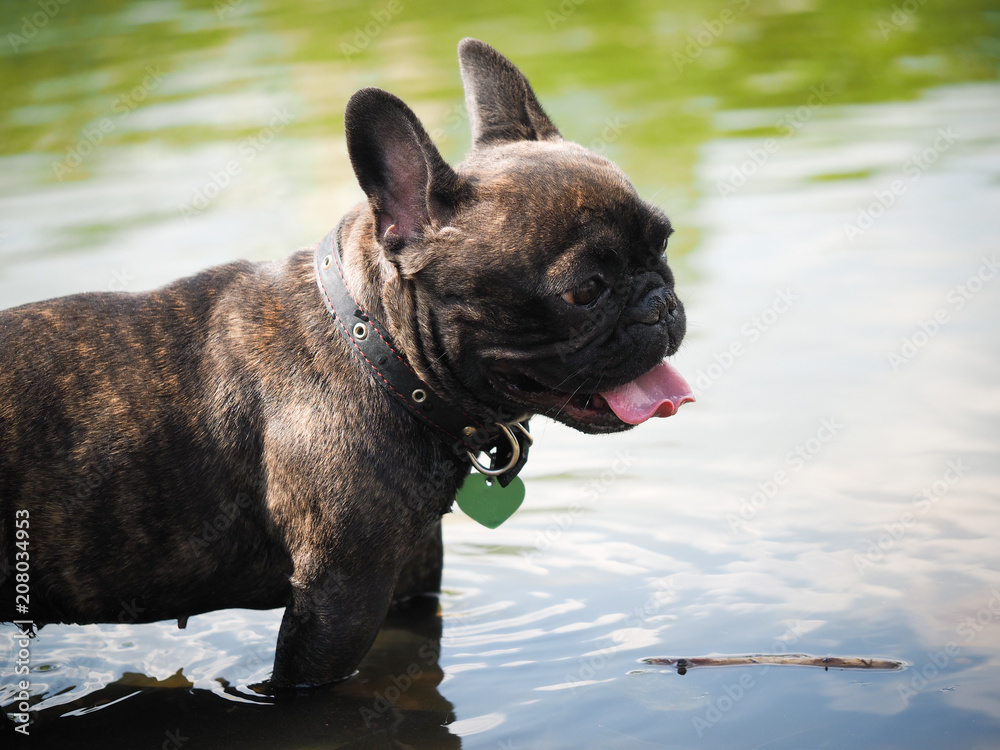 Dog is hot. The dog is standing in the water and breathing heavily. Pink tongue