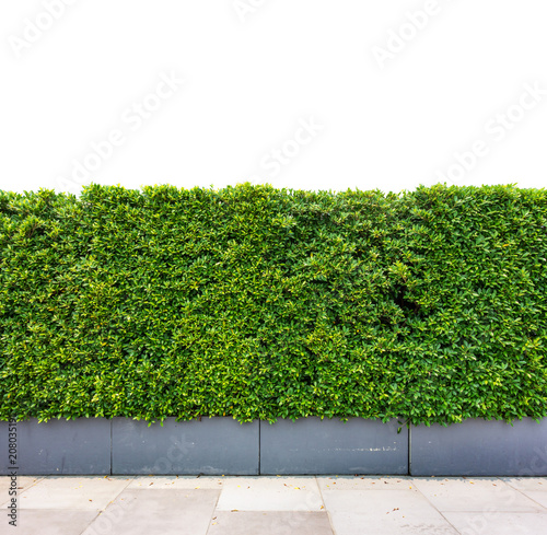 Slika na platnu Decorative green garden on a cement floor, Green leaves wall texture background , part of home or fence for decoration or design with Clipping Path