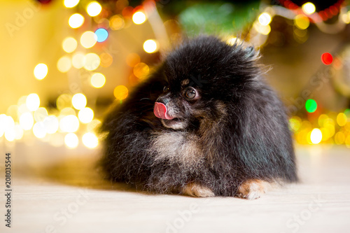 Fototapeta Naklejka Na Ścianę i Meble -  A dog of the Pomeranian dog breed lick his tongue out near the New Year tree with garlands