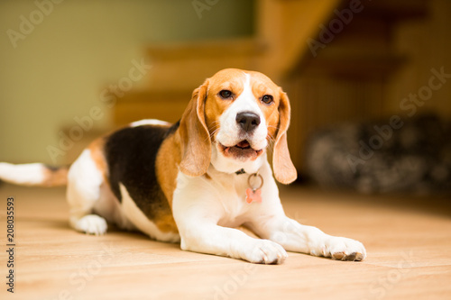 An adult dog of the Beagle breed lies on the floor