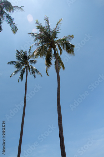 palm trees against blue sky