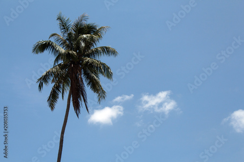 palm tree against blue sky