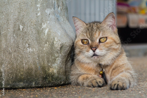 Poor homeless fluffy cat crying (weeping) and drooling (slobber). Red cat lies on the concrete floor.
