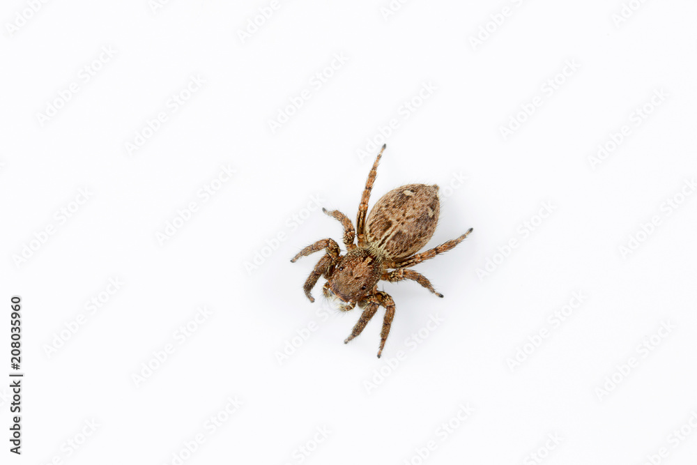 Jumping spider, Plexippus sp, Salticidae, India Jumping spider, Plexippus sp, Salticidae, India