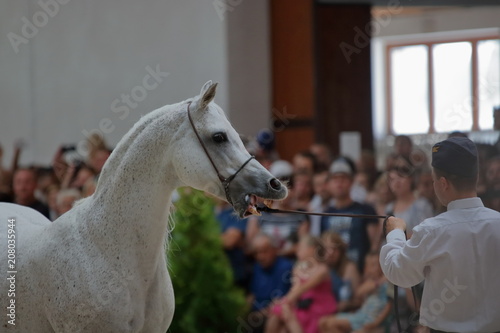 Głowa i szyja pięknego białego konia czystej krwi arabskiej, pokazy, koń trzymany za uzdę, w tle rozmyta publiczność podziwia konia 