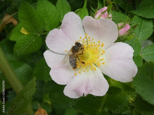 wild rose blossom with a bee