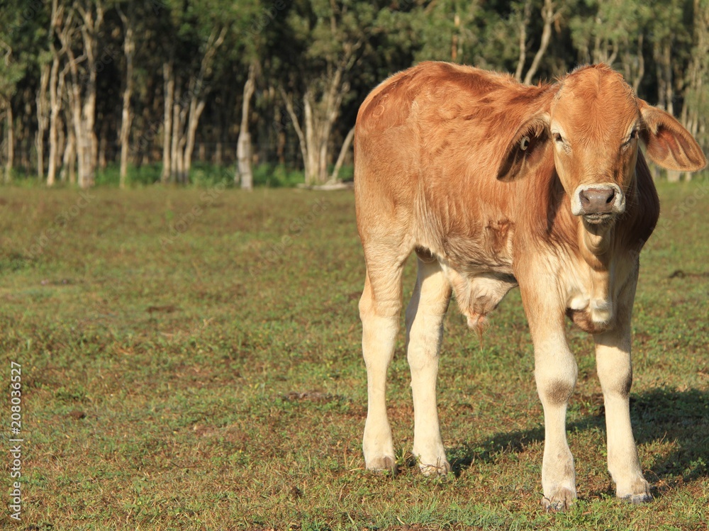 Brahman Cross Cattle