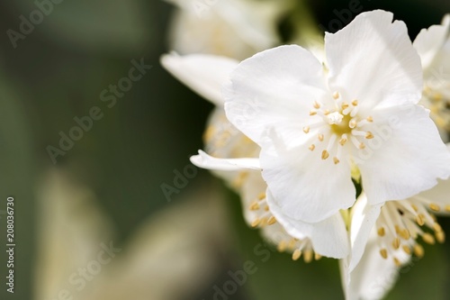 Fototapeta Naklejka Na Ścianę i Meble -  Beautiful flower of a jasmine. Spring flower. Space for text