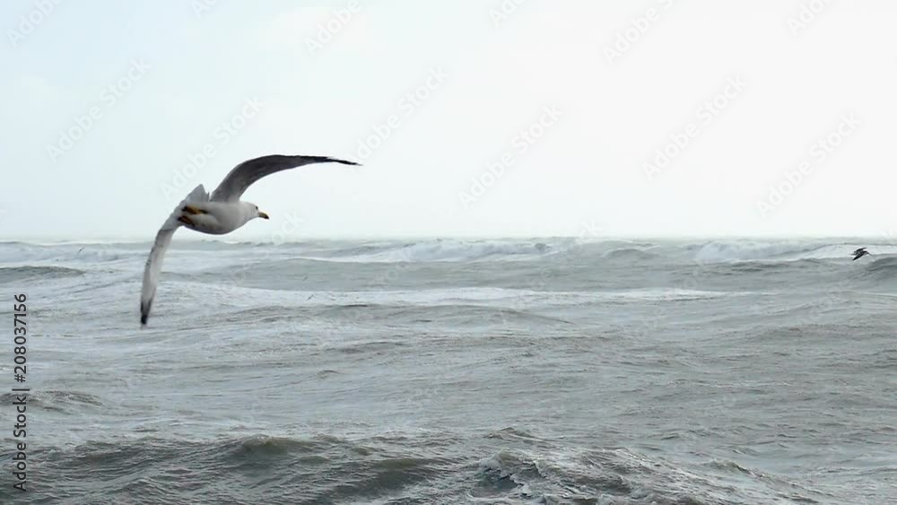 Seagull Flying into Powerful Winds on Ocean Seagull Flying into Powerful Winds on Ocean
