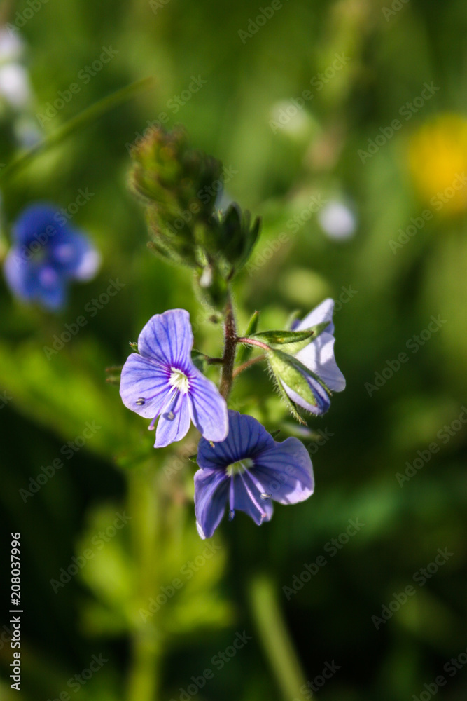 On the meadow, the blue flowers of the veronica grow. Medicinal, honey and ornamental plant. V. chamaedrys. On the meadow, the blue flowers of the veronica grow. Medicinal, honey and ornamental plant. V. chamaedrys.