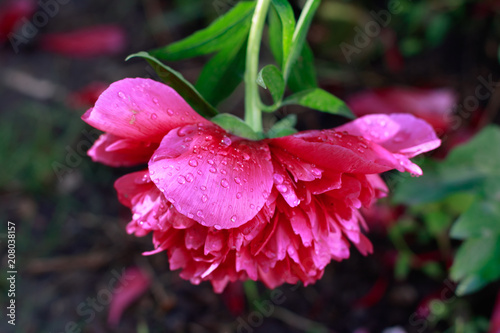 Peony after the rain