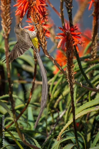 Cape Sugarbird (Promerops cafer) feeding on Aloe flower nectar  in South Africa photo