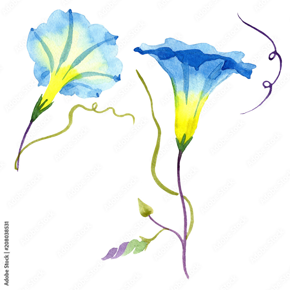 Obraz premium Ipomoea blue. Floral botanical flower. Wild spring leaf wildflower isolated. Aquarelle wildflower for background, texture, wrapper pattern, frame or border.