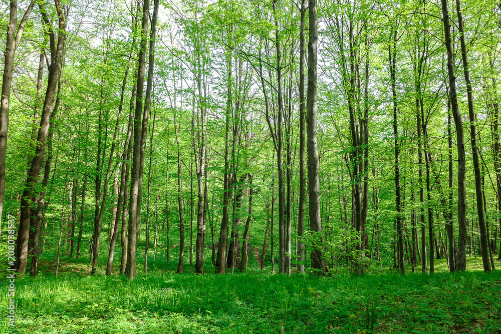 Green deciduous forest on a sunny day.