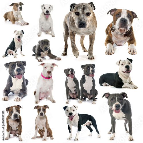 group of american staffordshire terrier