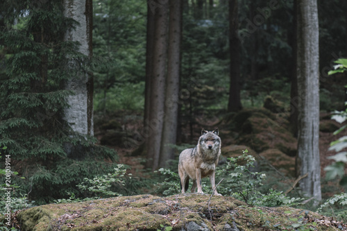 Fototapeta Wilk w Bayerischer Wald National Park, Niemcy