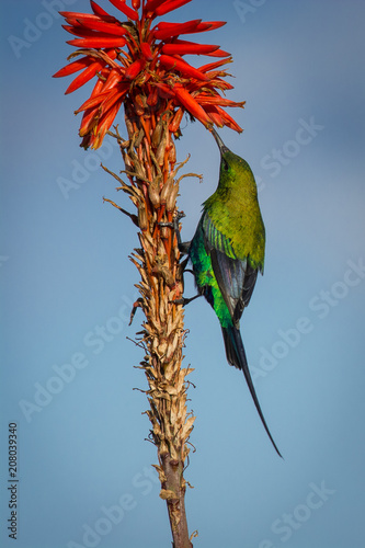 Malachite Sunbird (Nectarinia famosa) on an aloe plant in South Africa