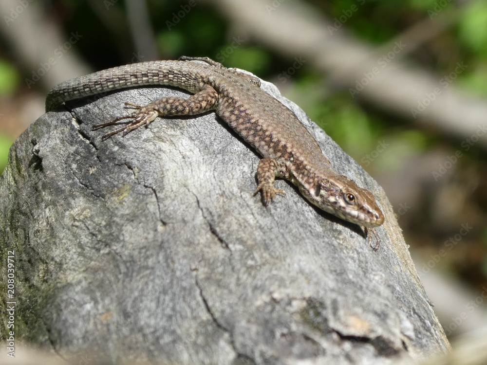 lizard in the mountains of italy lizard in the mountains of italy