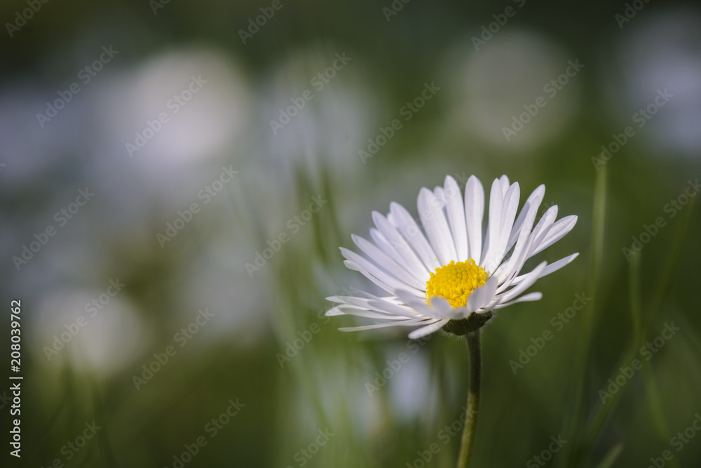 single daisy close up against blurry background. single daisy close up against blurry background.