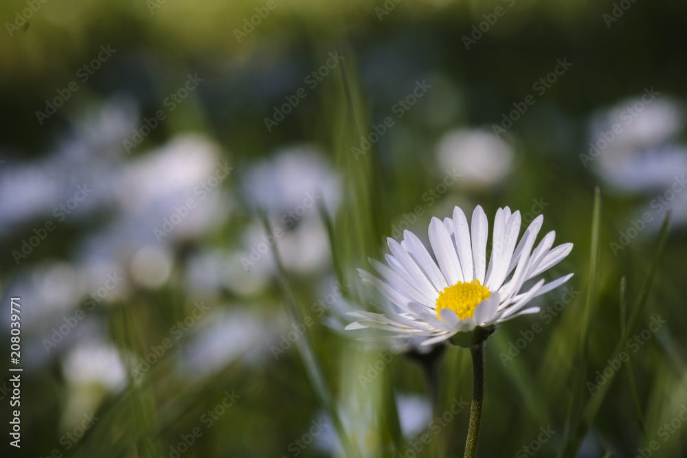 single daisy close up against blurry background. single daisy close up against blurry background.