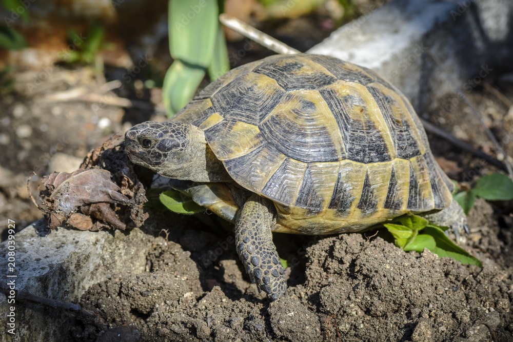 Land turtle close up, Proxy photo of a land turtle walking. Land turtle close up, Proxy photo of a land turtle walking.