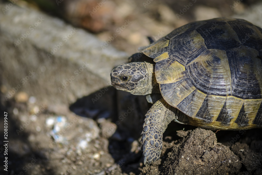Land turtle close up, Proxy photo of a land turtle walking. Land turtle close up, Proxy photo of a land turtle walking.