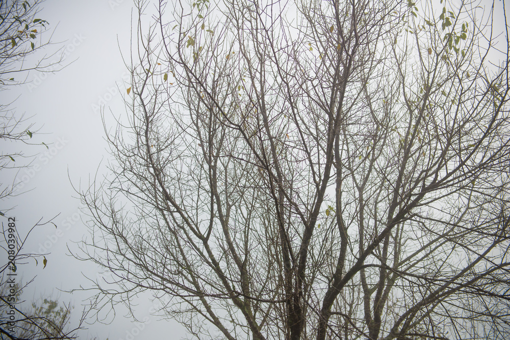 Fototapeta premium Dried trees in the winter at Mysterious forest with a view of fog.