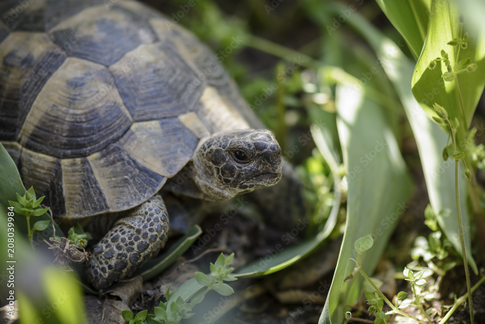 Land turtle close up, Proxy photo of a land turtle walking. Land turtle close up, Proxy photo of a land turtle walking.