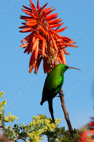 Malachite Sunbird (Nectarinia famosa) on an aloe plant in South Africa