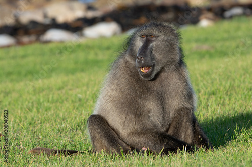 A Chacma Baboon looks around as he plucks grass roots to eat from a lawn