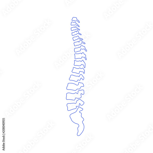 Vector human spine  illustration