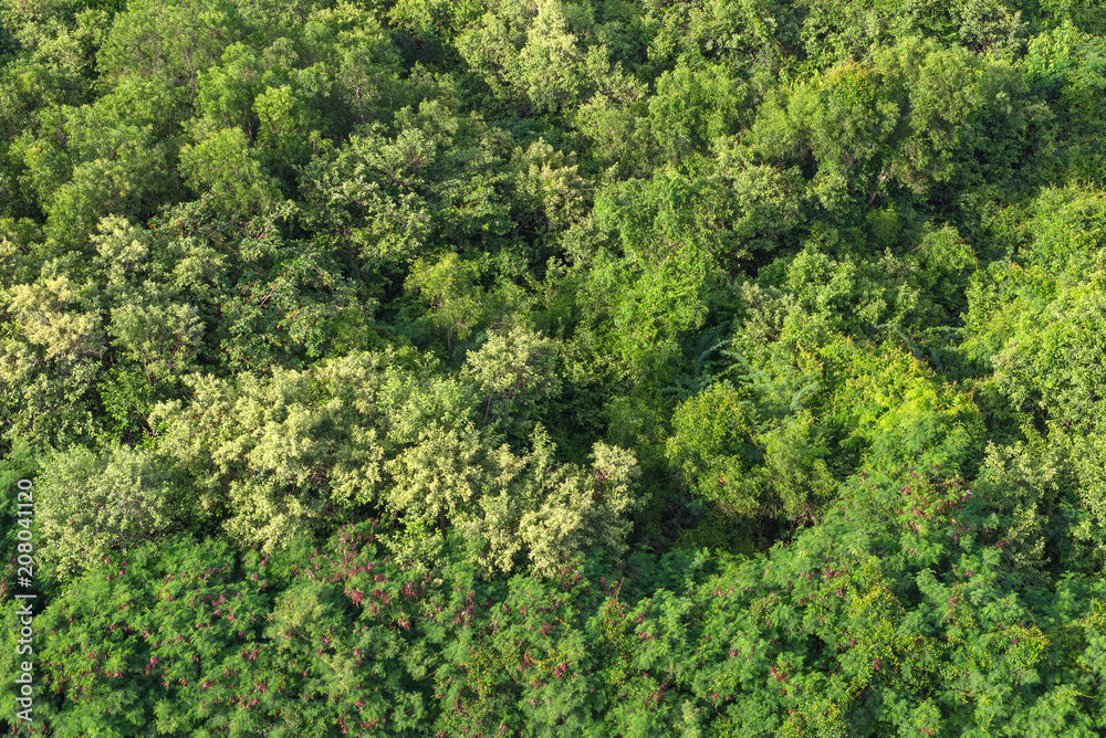 Aerial forest view on top of trees