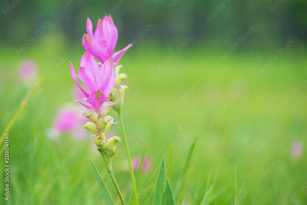 Siam tulip flower ( Krachai flower ) or Curcuma sessilis flowers field are blooming in beautyful garden at Chaiyaphum province, Thailand Siam tulip flower ( Krachai flower ) or Curcuma sessilis flowers field are blooming in beautyful garden at Chaiyaphum province, Thailand